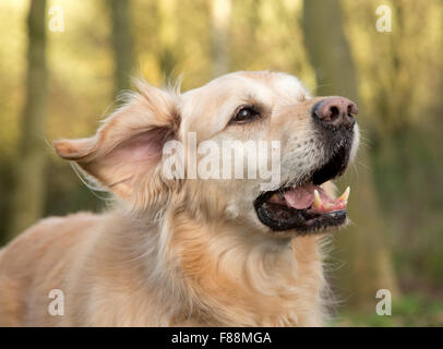 Golden labrador exécutant à travers bois sautant chien de travail chasse d'arbres Banque D'Images