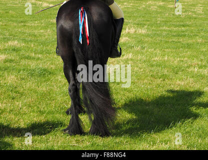 Vue arrière du poney noir avec rouge blanc et bleu rubans à longue queue à salon de l'agriculture avec l'ombre sur les champs Afficher Banque D'Images