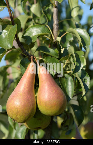 Deux poires mûres (poire Concorde, Pyrus communis) se suspendre à une branche sur un arbre fruitier Banque D'Images