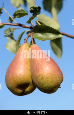 Deux poires mûres (poire Concorde, Pyrus communis) se suspendre à une branche sur un arbre fruitier Banque D'Images