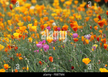 Le pavot de Californie multicolores (Eschscholzia californica) Banque D'Images