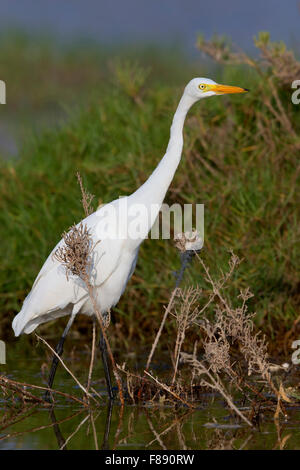 Aigrette intermédiaire, debout sur l'eau, Salalah, Oman, Dhofar (Egretta intermedia) Banque D'Images