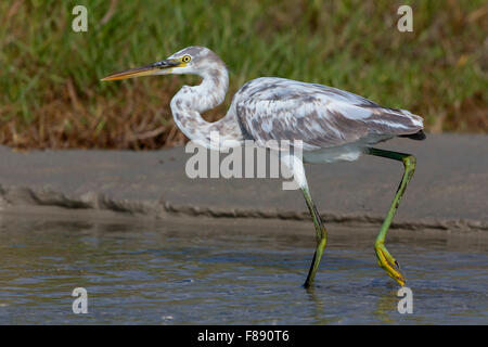 Western Reef Heron, marcher dans l'eau, Taqah, Dhofar, Oman (Egretta gularis schistacea) Banque D'Images