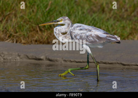 Western Reef Heron, marcher dans l'eau, Taqah, Dhofar, Oman (Egretta gularis schistacea) Banque D'Images