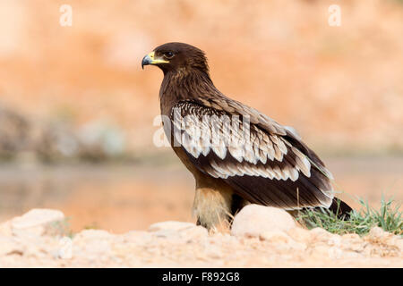 Spotted Eagle plus juvénile, debout sur le sol, Salalah, Oman, Dhofar (Clanga clanga) Banque D'Images