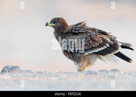 Aigle des steppes juvéniles, perché sur le terrain, Salalah, Oman, Dhofar (Aquila nipalensis) Banque D'Images