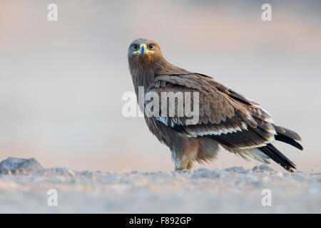 Aigle des steppes juvéniles, perché sur le terrain, Salalah, Oman, Dhofar (Aquila nipalensis) Banque D'Images