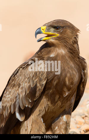 Steppe Eagle, Close up, Salalah, Oman, Dhofar (Aquila nipalensis) Banque D'Images