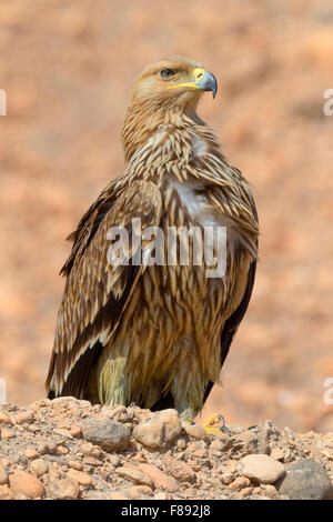 L'Est de l'aigle impérial, debout sur le sol mineur, Salalah, Oman, Dhofar (Aquila heliaca) Banque D'Images