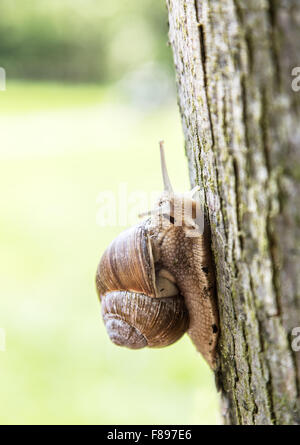 Escargot grimpant sur les arbres. L'analyse macro. Banque D'Images