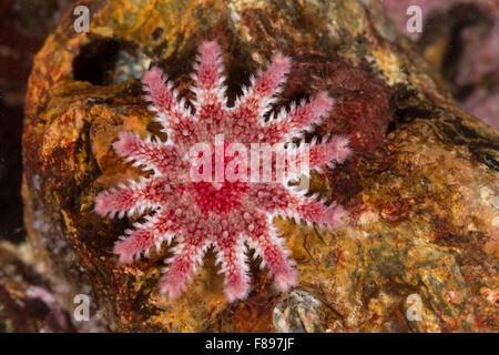 Sun star commun, Sunstar, spiny sun star, sea star, sea-star, Sonnenstern, Crossaster papposus, Seesonne, Solaster papposus Banque D'Images