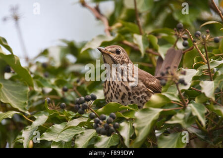 Chanson Trush, Ivy, fruits, Singdrossel, Sing-Drossel, Turdus philomelos, Drossel, frisst reife Efeufrüchte, Grive musicienne Banque D'Images