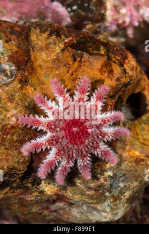 Sun star commun, Sunstar, spiny sun star, sea star, sea-star, Sonnenstern, Crossaster papposus, Seesonne, Solaster papposus Banque D'Images