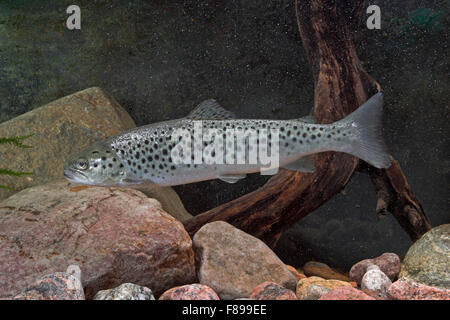 Le touladi, Blauforelle Maiforelle Seeforelle,,, See-Forelle, voir - Forelle, Salmo trutta lacustris, Touladi Banque D'Images