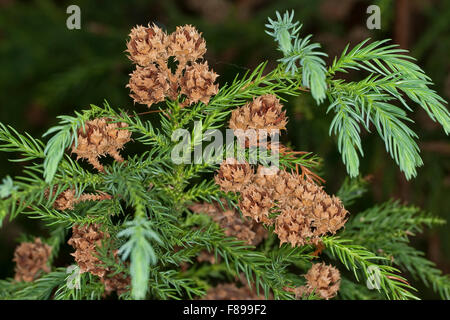 Cèdre du Japon, société Sicheltanne, Sichel-Tanne, Société Zeder, Sugi, Cryptomeria japonica, Cupressus japonica Banque D'Images