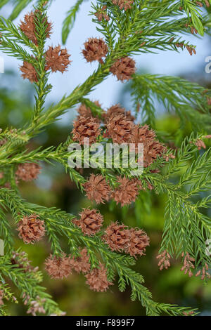 Cèdre du Japon, société Sicheltanne, Sichel-Tanne, Société Zeder, Sugi, Cryptomeria japonica, Cupressus japonica Banque D'Images