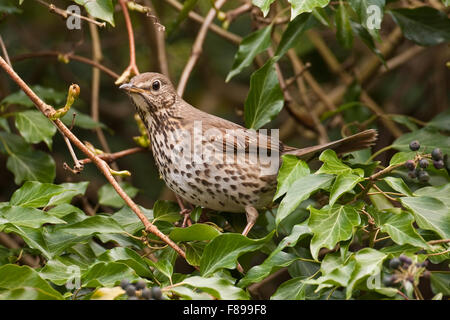 Chanson Trush, Ivy, fruits, Singdrossel, Sing-Drossel, Turdus philomelos, Drossel, frisst reife Efeufrüchte, Grive musicienne Banque D'Images