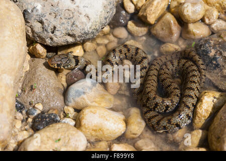 Serpent d'herbe sicilienne, Sizillianische Ringelnatter Süditalienische Ringelnatter, Petralia Soprana, Natrix natrix Natrix natrix, ssp. sicula Banque D'Images