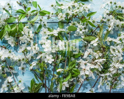Blooming cherry twig plus vieille table en bois. Banque D'Images