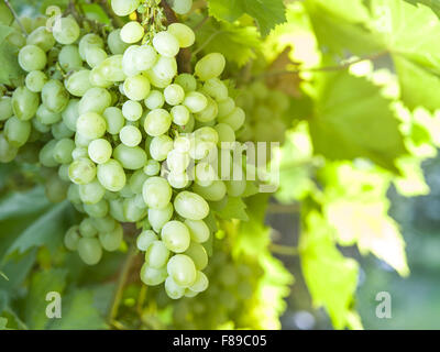 Kish mûrs-mish raisins sur la vigne. Soleil Vert feuilles sur l'arrière-plan. Banque D'Images