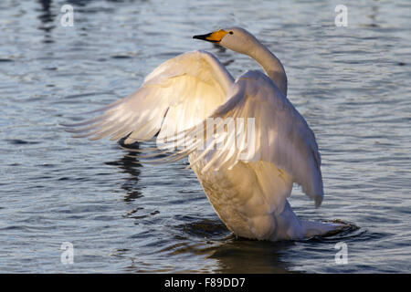 Les cygnes Whooper à Burscough, Lancashire, les troupeaux d'hiver sont maintenant arrivés à Martin Mere Wetland nature Reserve WWT juste à l'extérieur de Southport. Pas moins de 2 000 cygnes blancs islandais devraient hiverner dans les zones humides de la WWT Martin Mere, où ils ont reçu une alimentation supplémentaire d'octobre à mars après leur long vol d'Islande. Des émetteurs satellites ont été installés sur 50 cygnes Whooper pour suivre leurs routes de migration et leurs hauteurs de vol depuis l'Islande. Banque D'Images