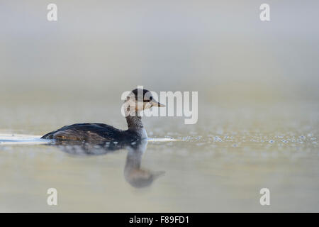 Adolescent Black-necked Grebe Grèbe / / Schwarzhalstaucher ( Podiceps nigricollis ). Banque D'Images