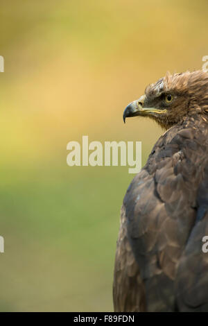 L'aigle pomarin Aquila pomarina / Schreiadler ( ), tête portrait en face d'un bel arrière-plan coloré. Banque D'Images