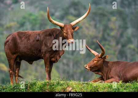 Ankole Watusi / Ankole-Watusi / longhorn (Bos taurus) vaches avec cornes distinctif, race de bétail Sanga Banque D'Images