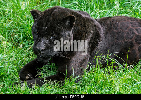 Close up portrait of black panther / melanistic Jaguar (Panthera onca) allongé dans l'herbe, originaire d'Amérique centrale et du Sud Banque D'Images