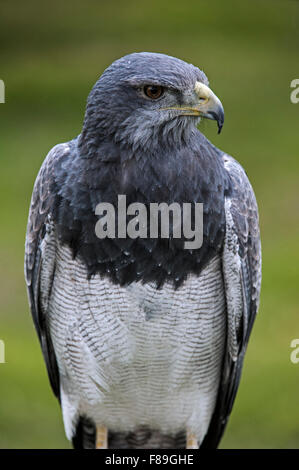 La buse noire-blanche / noir / gris eagle buzzard buse-eagle / L'aigle bleu du Chili (Geranoaetus melanoleucus) close up Banque D'Images