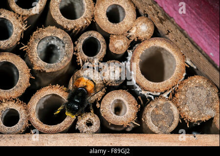 Mason bee / constructeur abeille / verger européen abeille Osmia cornuta - chargé de pollen et nectar - nichant dans la tige creuse à l'hôtel d'insectes pour les abeilles solitaires Banque D'Images