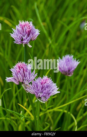 La ciboulette (Allium schoenoprasum) en fleurs Banque D'Images