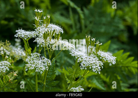 Sweet cicely (Myrrhis odorata / Scandix odorata) en fleurs Banque D'Images