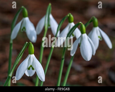 Perce-neige Galanthus nivalis (commune) en fleurs en forêt au printemps Banque D'Images