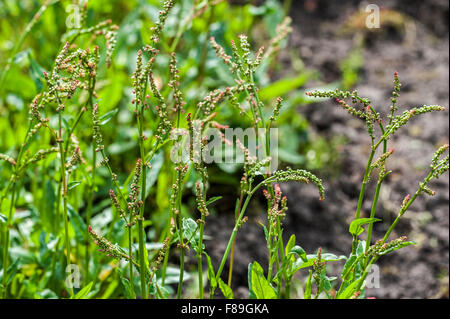 Jardin commun / oseille oseille (Rumex acetosa) en fleurs Banque D'Images