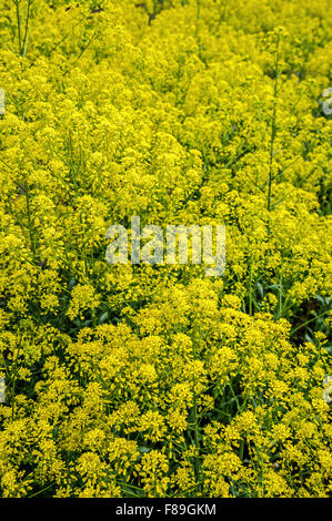 Dyer's pastel / glastum (Isatis tinctoria) en fleurs Banque D'Images