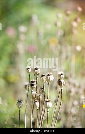 La fin de l'été du pavot (Papaver somniferum ou le pavot) en forme de têtes de graine UK Banque D'Images