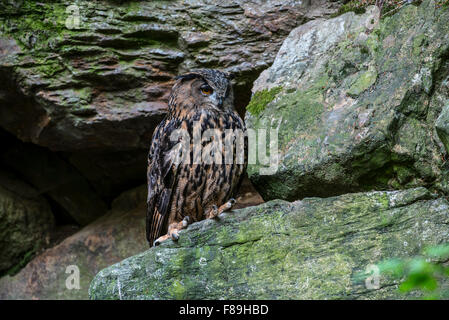 Grand owl (Bubo bubo) sitting on rock ledge en falaise Banque D'Images