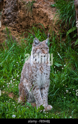 Le lynx eurasien (Lynx lynx) assis à la base du rocher, parc de Cabarceno, Cantabria, ESPAGNE Banque D'Images