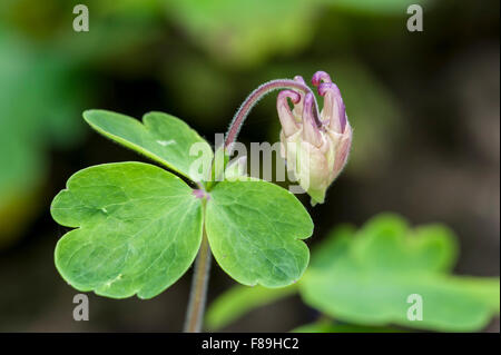 Ancolie ancolie commune européenne / Granny's / verre / Granny's bonnet (Aquilegia vulgaris), close up of flower bud Banque D'Images