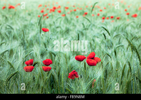 Des coquelicots sauvages entre un produit de l'orge Banque D'Images