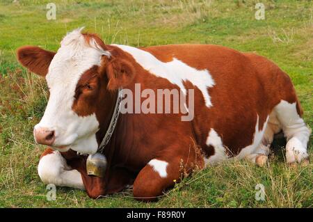 Une grande vache brun et blanc fixant dans un champ Banque D'Images