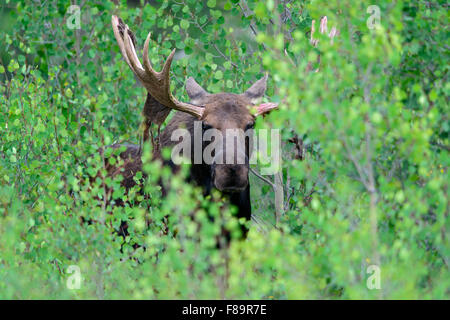 Un orignal (Alces alces) dans un aspen grove, Ouest des États-Unis Banque D'Images