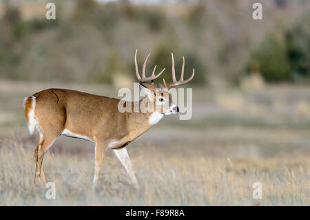 White-tailed Deer Buck, Ouest des États-Unis Banque D'Images