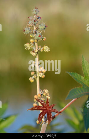 Ricin - Ricinus communis nouvelle feuille, fleurs mâles et femelles Banque D'Images