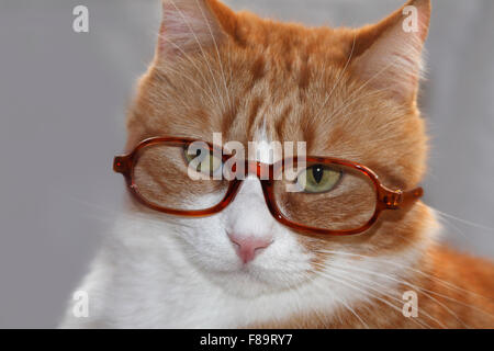 Chat domestique rouge et blanc avec des lunettes Banque D'Images