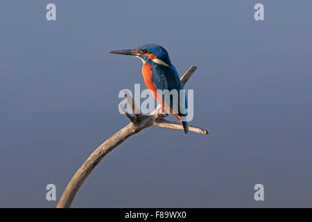 Kingfisher commun perché sur une branche morte au Portugal Banque D'Images