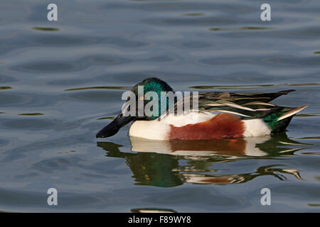 Le Canard souchet mâle en hiver au Portugal Banque D'Images