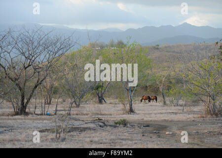 Chevaux sauvages paissant dans un pâturage sec dans la ville de Juana Diaz, Puerto Rico. L'île des Caraïbes. USA territoire. Banque D'Images