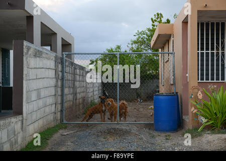 Deux chiens derrière une clôture dans une maison privée. Juana Diaz, Puerto Rico. L'île des Caraïbes. USA territoire. Banque D'Images